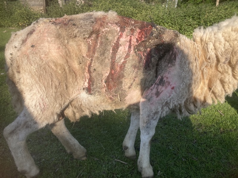 Other image for Livestock ban for man over maggot-infested sheep